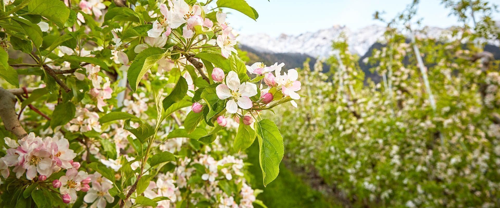 Frühlingsurlaub in Südtirol