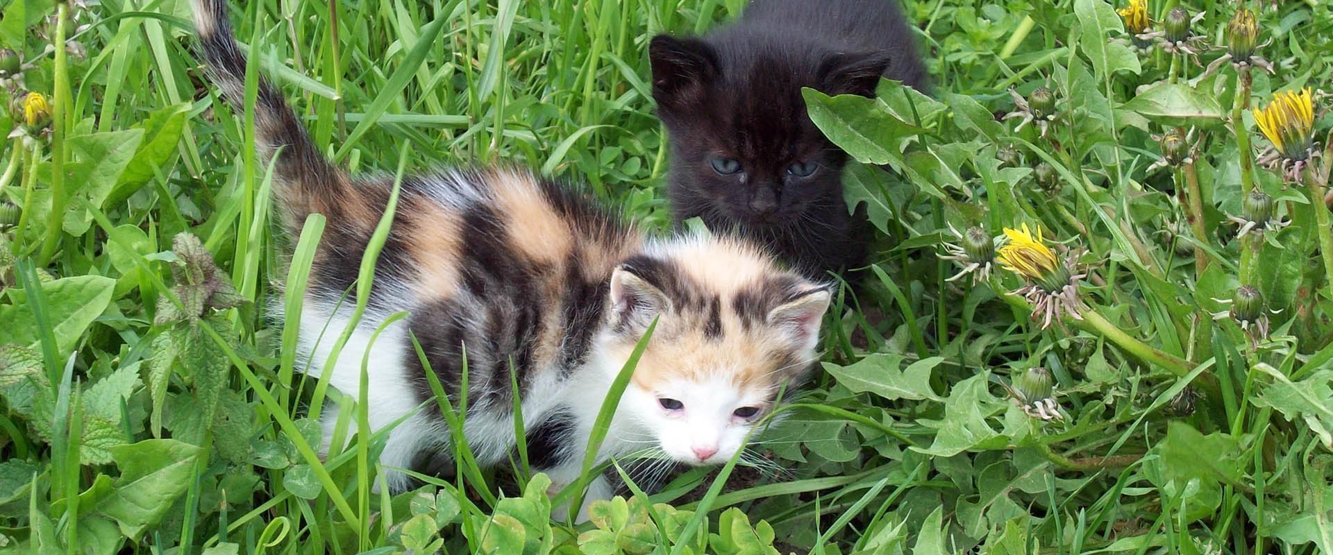 Kinderferien & Tiere auf dem Bauernhof im Schlerngebiet – Südtirol