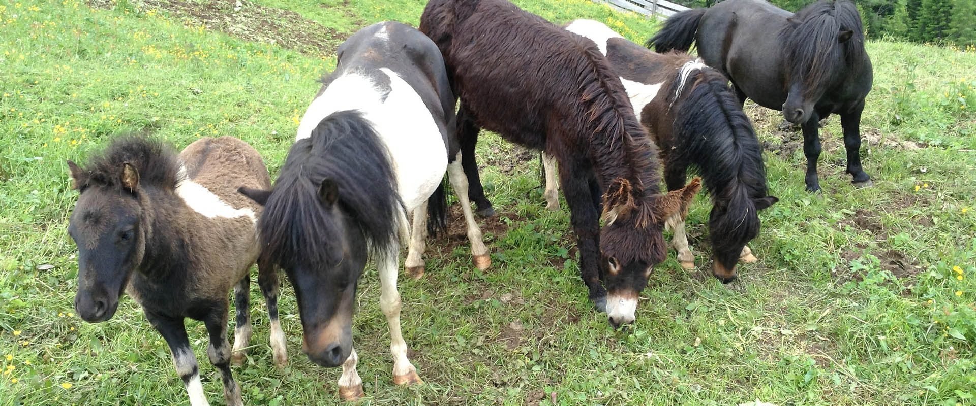 Kinderferien & Tiere auf dem Bauernhof im Schlerngebiet – Südtirol