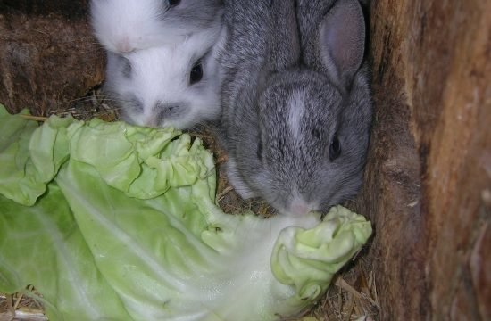 tiere-auf-dem-bauernhof-in-seis-am-schlern (10)