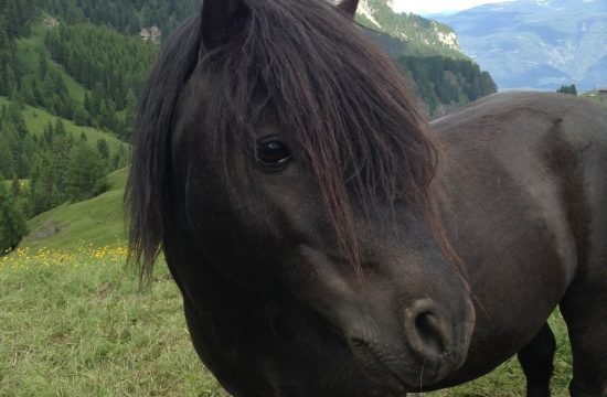 tiere-auf-dem-bauernhof-in-seis-am-schlern (11)