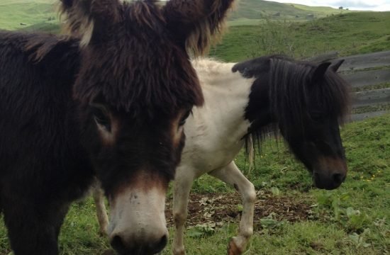 tiere-auf-dem-bauernhof-in-seis-am-schlern (12)