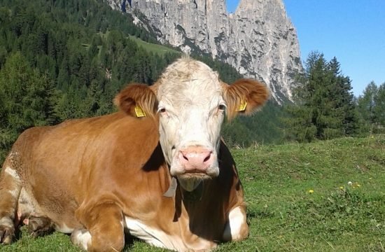 tiere-auf-dem-bauernhof-in-seis-am-schlern (2)