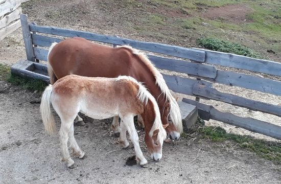 tiere-auf-dem-bauernhof-in-seis-am-schlern (4)