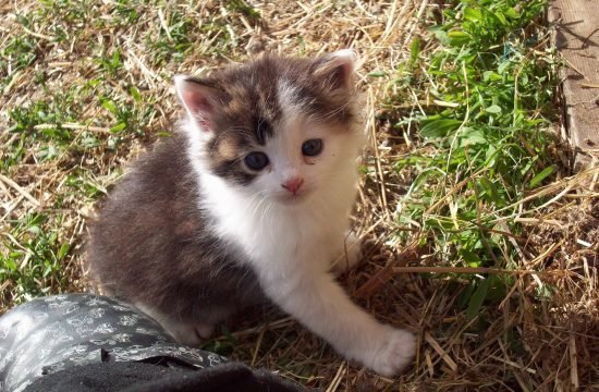 tiere-auf-dem-bauernhof-in-seis-am-schlern (5)