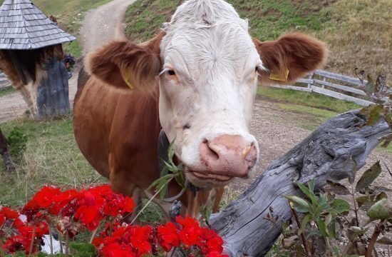 tiere-auf-dem-bauernhof-in-seis-am-schlern (6)