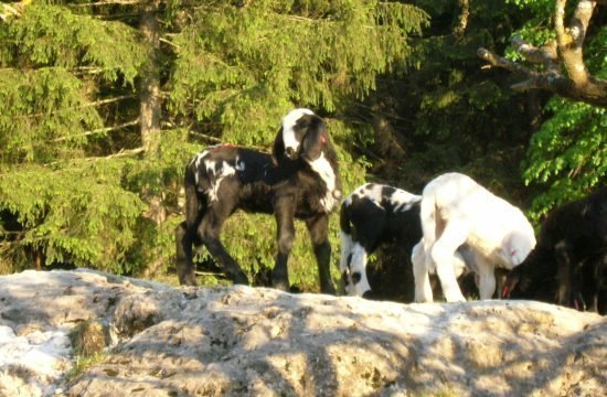 tiere-auf-dem-bauernhof-in-seis-am-schlern (7)