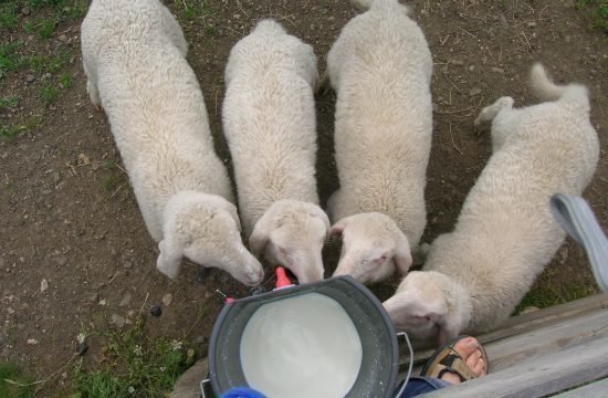 tiere-auf-dem-bauernhof-in-seis-am-schlern (8)