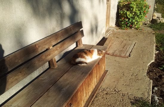 tiere-auf-dem-bauernhof-in-seis-am-schlern (9)